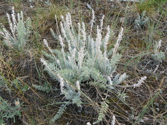 Oxytropis splendens
