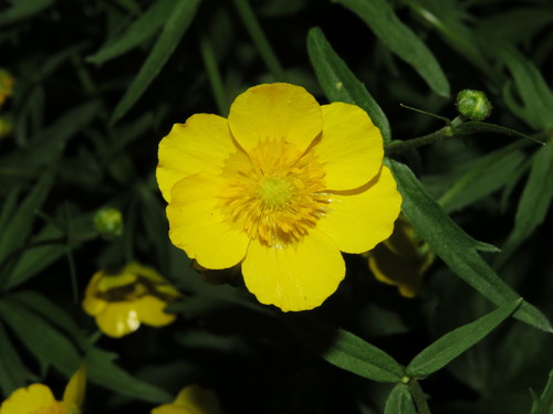 Kashubian Buttercups