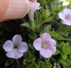 Gratiola pubescens