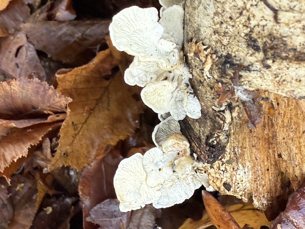 Plicatura crispa · November 2025 · photo: © cjoynson (iNaturalist, cc0)