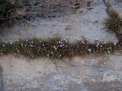 Ourisia microphylla