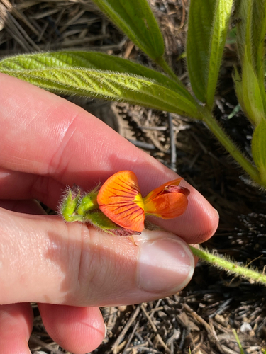 Scarlet Eriosema (Eriosema distinctum)