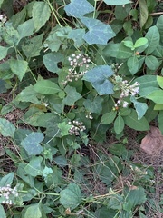 Angiospermae