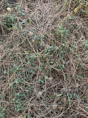 Angiospermae