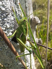 Staleochlora viridicata