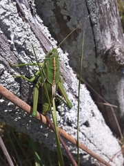 Staleochlora viridicata