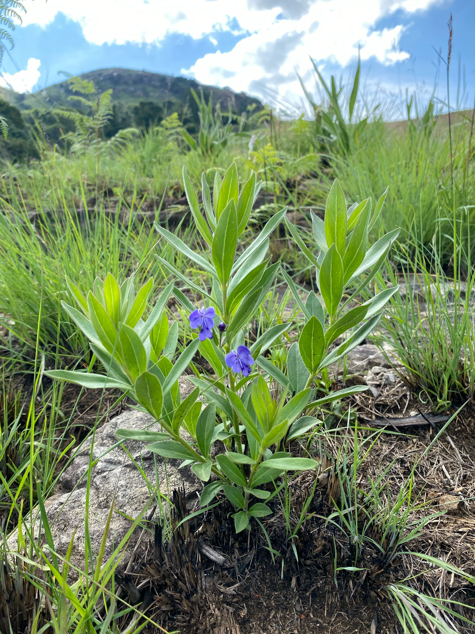 Butterfly Bush (Rotheca hirsuta)