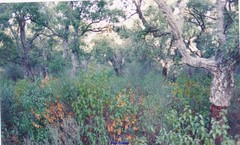 Cistus populifolius