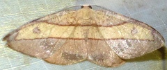 Hypochrosis hyadaria