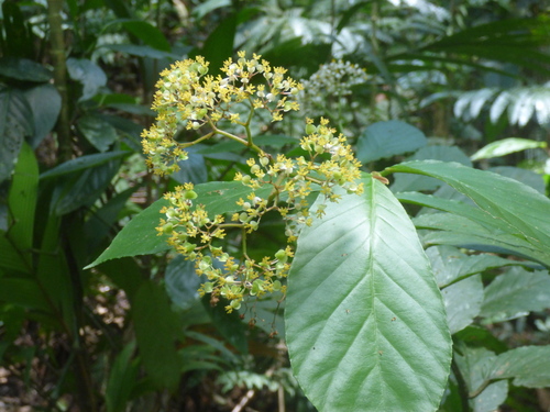 Begonia arborescens, 2025-11-28