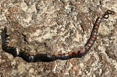 Erythrolamprus breviceps