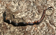 Erythrolamprus breviceps