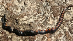 Erythrolamprus breviceps