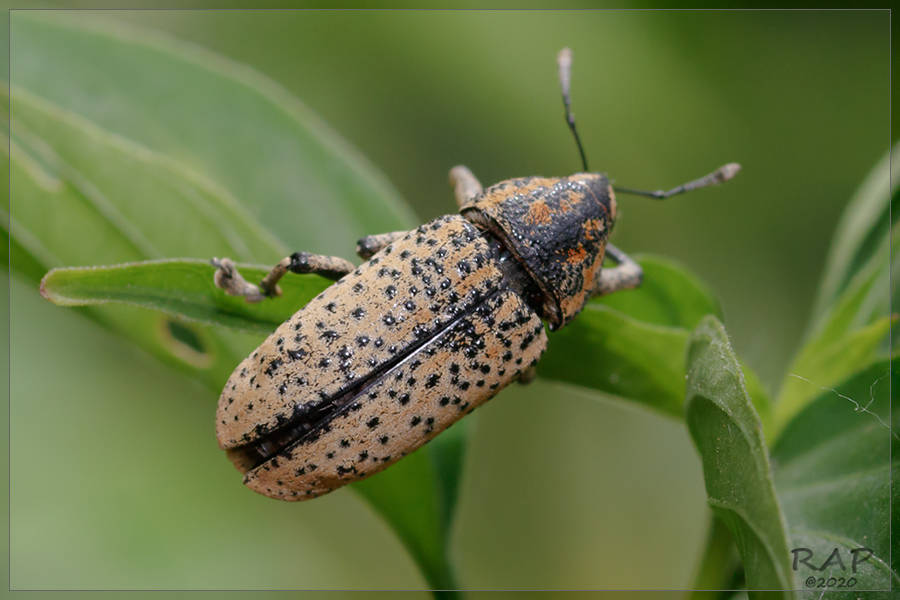 Acrotomopus