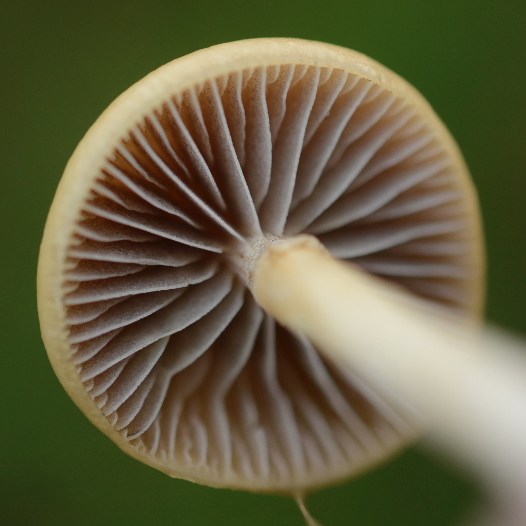 Protostropharia semiglobata · November 2025 · photo: © cryptomarasmius (iNaturalist, cc-by)