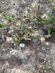 Angiospermae
