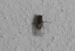 Gitona distigma