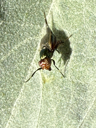 Unknown species found near W South Mountain Ave, Phoenix, AZ, US