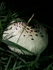 Chlorophyllum