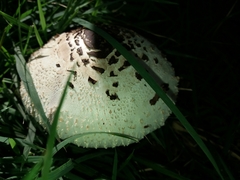 Chlorophyllum