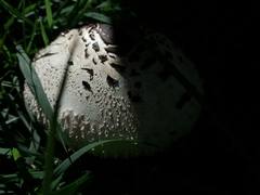 Chlorophyllum