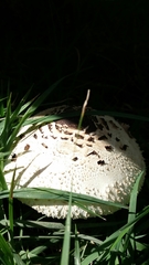 Chlorophyllum