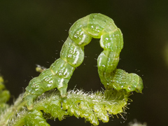 Planolocha obliquata