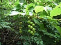 Stachyurus praecox