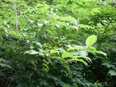 Stachyurus praecox