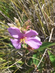 Chaetogastra gracilis