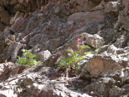 Fringed Bleeding Heart (Dicentra eximia)