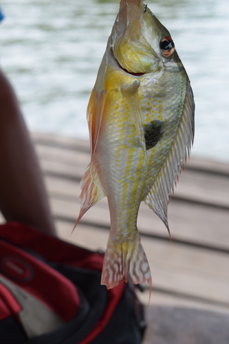 Bigeye eartheater (Geophagus megasema) — Cichlidae