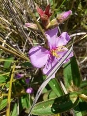 Chaetogastra gracilis