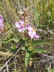 Chaetogastra gracilis