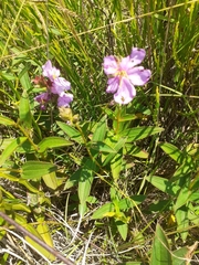 Chaetogastra gracilis