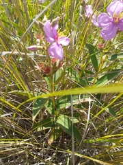 Chaetogastra gracilis