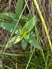 Chaetogastra gracilis