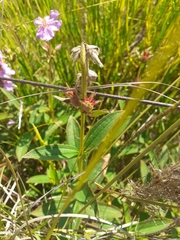 Chaetogastra gracilis