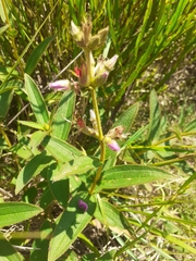 Chaetogastra gracilis