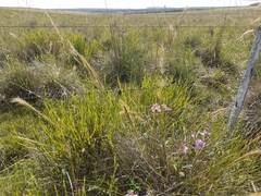 Chaetogastra gracilis