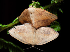 Planolocha obliquata