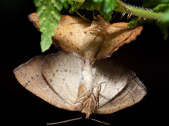 Planolocha obliquata