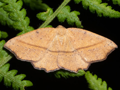 Planolocha obliquata