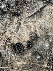 Tracheophyta