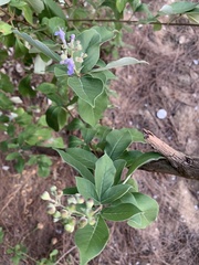 Magnoliopsida
