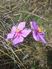 Chaetogastra gracilis
