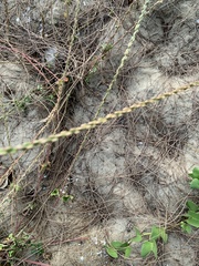 Angiospermae