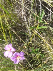 Chaetogastra gracilis