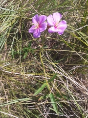 Chaetogastra gracilis