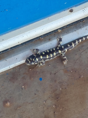 Western Tiger Salamander observed by danielch21